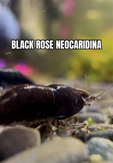 The Black Rose Project ⚫️🥀🦐. Shout out @Aquanotics for the heads up. Grabbed these from @neptuneaquatics 🫱🏻‍🫲🏼. If you’re in the Bay Area, this spot is a must. Breeding project begins. #blackroseshrimp #neocaridina #shrimpbreeding #aquariumtok #neocaridinashrimp