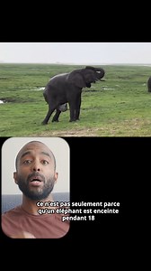 Naissance Incroyable d'un Elephant #elephant #nature #animaux | Virgule Animale