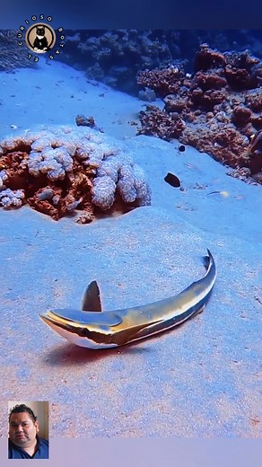16K views · 81 reactions | Remora esperando el bus | Botas el curioso | Facebook
