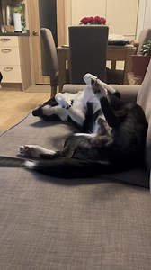 1.1K views · 583 reactions | Barney sleeps so soundly like a baby | Stephen Kelleher | Facebook