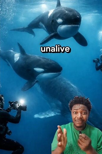 why orcas don't attack human