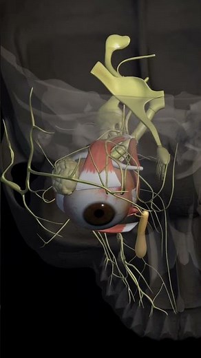 Human eye 👁 anatomy 3D animation