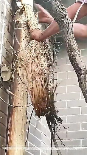 Conduit's Harvest: The Straw Cache Within a Wall's Vein