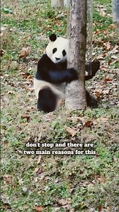 ​Why Pandas Are Literally Always Falling Over 🐼