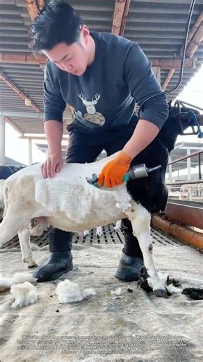 Sheep Shearing Process on the Farm