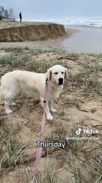 Cyclone Alfred: Devastating Beach Erosion on Gold Coast