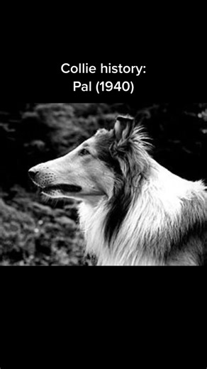 Exploring Collie History and Lassie's Impact
