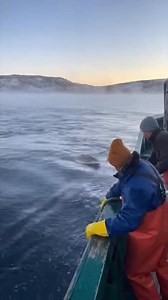 An orca chasing a sea lion… and the sea lion jumps onto the fishermen’s boat to survive. The orca’s splash shook the whole deck. This is raw, wild nature. 🐋❄️ #fblifestyle | Zack Orca Films