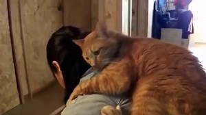 Cats Reuniting with Their Owners - 1Funny.com
