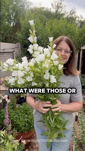 You’ve Got to Grow This Cool-Season Flower