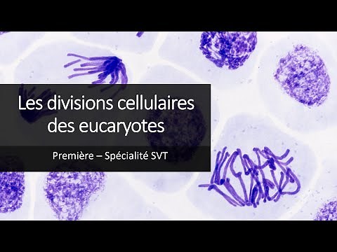 Cours Spé SVT 1eres - Les divisions cellulaires des eucaryotes