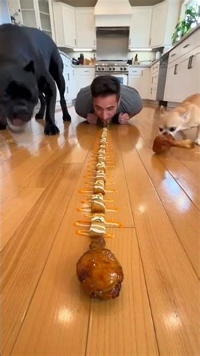Dog 🐕 vs human 😅