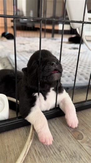 Jak tu sie nie rozczulic 🥹🥹🥹 #psy #pies #dogs #dog #dogsofinstagram #dogstagram #instadog #poland #polska #animals #dogoftheday #polishdog #love #cute #piesek #instadogs #insta #doggy #doglover #instapies #dogslife #akitaamericano #akita #akitaamericano #puppy #puppylove #puppies