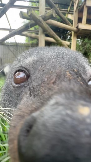 62 reactions | Sniff Test! Do you pass the sniff test? Stop and get sniffed by a variety of animals, including Hamilton the red river hog Bandit the Binturong, Felix the Geoffroy’s Cat, Winnie the red kangaroo, Brazos the giraffe, Lily the sloth, and MJ and JJ the goats. #cute #barnhill #barnhillpreserve #animals #zookeeper #zoo #funny #sniff #snifftest #boop #sloth #kangaroo #louisiana #batonrouge | Magnolia Wilds | Facebook