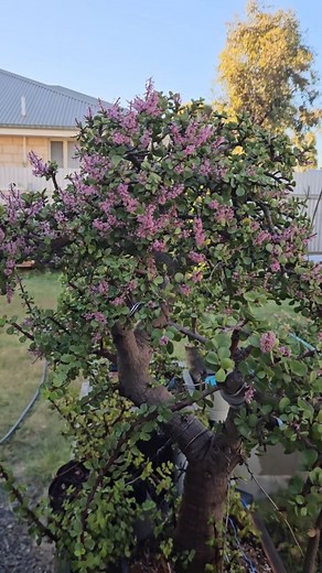 4.4K views · 444 reactions | The Great Flower Experiment - Update I...