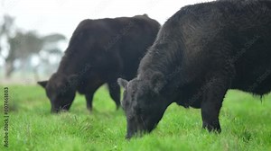 beautiful cattle in Australia eating grass, grazing on pasture. Herd of cows free range beef being regenerative raised on an agricultural farm. Sustainable farming