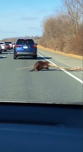 Beaver Stops Highway Traffic! #wildlife #animals #automobile #funny