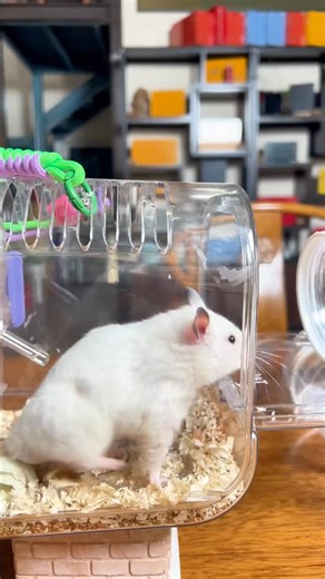 Mouse🐭 ASMR on Instagram: "The maze-walking mouse Follow @mouse_mm_cook #asmr #mouse #meme"