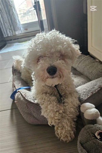 who likes my dogs glow up