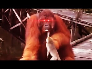 monkey steals banana from orangutan meme