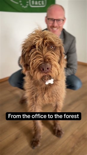 More Than a Hunting Dog: A True Family Member. Poodle Pointer