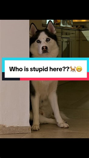 Who is the stupid one???😂😂🐕 #huskylife #petlover #blue #husky #dogs