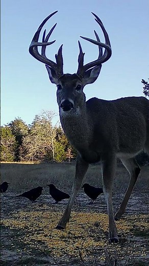 REDUCED PRICE | Chandler Creek Ranch - Fayette County, La Grange, TX