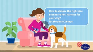 Watch How to choose the right size Blueberry Pet harness for your dog? on Amazon Live