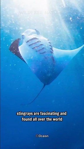 Stingray: One Of The Most Dangerous Creatures In The Ocean