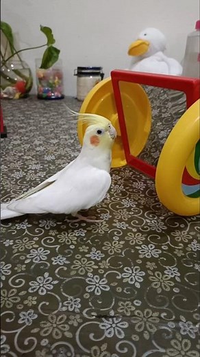Adorable Cockatiel Milo's Cute Dancing Moves 🥰🦜 #cockatielscraze #birdscharm