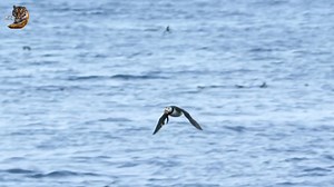 6.5M views · 194K reactions | Puffins, Wild Animal Hindi, #documentary #wildanimals #wildlife #hindi | Wild Animals Hindi | Facebook