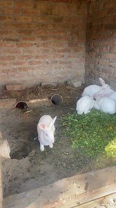 38K views · 1.2K reactions | rabbit babies grew up #petsvlogs #rabbitbaby #rabbitbabies #rabbitcagesetup | Rehman ch vlogs | Facebook