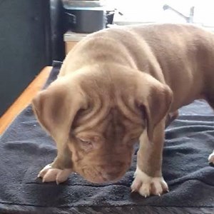 19K views · 310 reactions | Merry Xmas from Tigger our chocolate brindle boy from Zion x Rhonda he is available ready to go home on Xmas Eve ❤️ text 530-521-6246 for inquiries or email bossykennels@yahoo.com Www.bossykennels.com | Bossy Kennels | Facebook