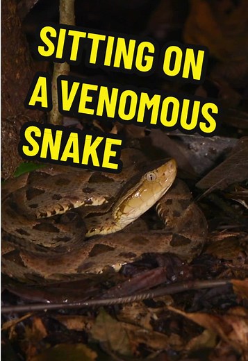 SITTING ON A VENOMOUS SNAKE?! @Coyote Peterson was INCHES away from the fangs of one of Central America’s most dangerous snakes, the Fer-De-Lance, and although this was a near life-threatening situation, Coyote and the crew escaped with no injuries. In this episode, @raytiller reacts to his all time favorite Brave Wilderness video, NIGHT OF THE DEADLY CREATURES! This video is jam-packed with creepy crawlies, venomous snakes, and MASSIVE spiders. Watch this week’s episode of RAY REACTS now on the