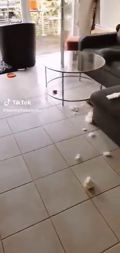 TOMMY THE BEAGLE sur TikTok