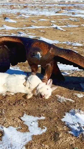 Nature Creatures on Instagram: "🔥 40 Million Views Oh Gosh Helpless Rabbit Hopping that Anybody comes and save his life The story begins with a dramatic scene where a rabbit is being hunted by an eagle, its wings spreading wide as it swoops down to catch its prey. Despite the eagle's sharp talons and fierce pursuit, the rabbit manages to evade capture, darting through the underbrush with remarkable agility. The tension builds as the rabbit's exhaustion grows, and the eagle circles above, prepar