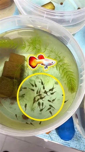 Best food for guppy growth||baby brine shrimp for guppy fry.🌸💛❤