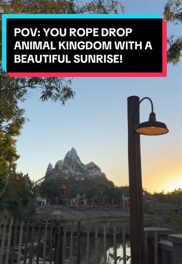 A perfect day at Disney’s Animal Kingdom! 🌿🐅 When every detail is planned, all you have to do is enjoy. Message us to begin planning your Disney trip. #fyp #disney #pov #mandmmagicaladventures #waltdisneyworld