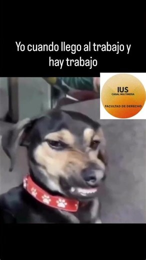 😤 Yo llegando al trabajo con toda la actitud.📚 El trabajo esperándome con más trabajo:🐶