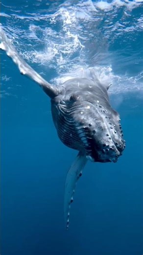 Blue Whale’s Tongue is Heavier Than an Elephant?! 😱 #shorts
