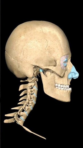 “TMJ Movement: Protraction and Retraction | Jaw Mechanics in 3D”