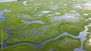 A large, healthy salt marsh grows in Pleasant Bay on Cape Cod, Massachusetts. This type of marine habitat serves as a nursery for fish and invertebrates and a feeding ground for many species of bird.