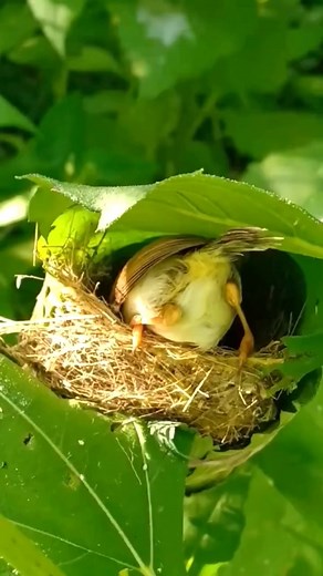 small nest but big heart #bird #birds #birdwatching #natural #foryou #nature #reelsfypシ #fbreels #fypシ゚viralシ | Bird Life2