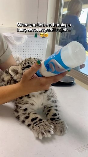 5M views · 189K reactions | Our snow leopard breeding program contributes to the conservation of this beautiful endangered species. #snowleopard #snowleopards #leopard #leopards #bigcat #bigcats #catsofinstagram #kitten #cubs #love #instagood | Tanganyika Wildlife Park | Facebook