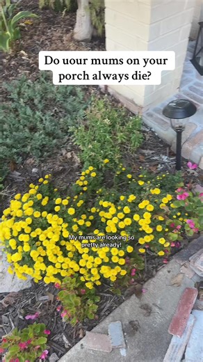 Bring lasting fall beauty to your porch — no watering required. These lifelike artificial mums offer the rich, vibrant color of real blooms without the upkeep. Whether you’re styling a front porch, patio, or entryway, these flowers add a welcoming, seasonal touch that stays fresh all season long.#artificialflowers #fall #falldecor #porchdecor #tiktokshopblackfriday