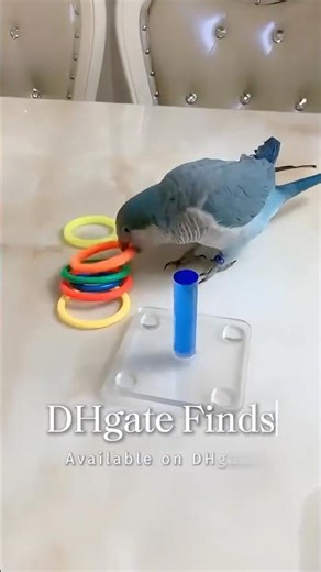 Perfect parrot enrichment toy 🌈 #dhgate #dhgatefinds #coolgadgets