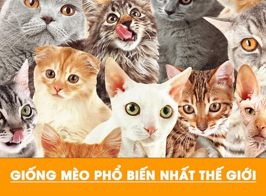 Danh Sách TOP 50 Các Giống Mèo Phổ Biến Nhất Thế Giới - Thichthucung.com