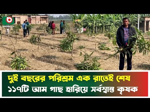 দুই বছরের পরিশ্রম এক রাতেই শেষ, ১১৭টি আম গাছ হারিয়ে সর্বস্বান্ত কৃষক | Mango Tree News | TV News