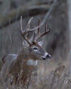 Hunting Leases #hunters | Outdoor Access, Inc.