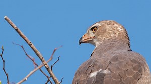 Closeup Of Juvenile Pale Chanting Goshawk Perched Against Clear Blue Sky | Premium Stock Video Footage